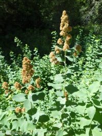 rosy spirea (<em>Spiraea douglasii var. roseata</em>)