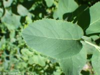 rosy spirea (<em>Spiraea douglasii var. roseata</em>)