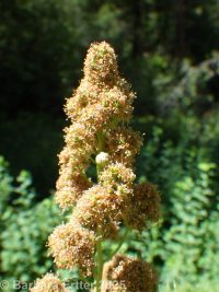 rosy spirea (<em>Spiraea douglasii var. roseata</em>)