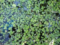 greater duckweed, duckmeat (<em>Spirodela polyrhiza</em>)