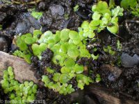 greater duckweed, duckmeat (<em>Spirodela polyrhiza</em>)