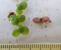 greater duckweed, duckmeat (<em>Spirodela polyrhiza</em>)