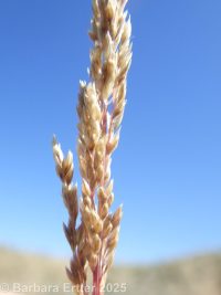 sand dropseed (<em>Sporobolus cryptandrus</em>)