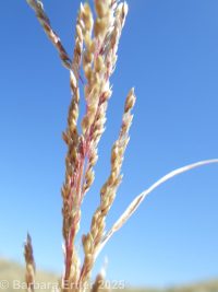 sand dropseed (<em>Sporobolus cryptandrus</em>)
