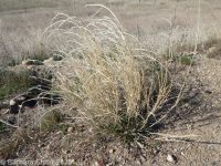 sand dropseed (<em>Sporobolus cryptandrus</em>)
