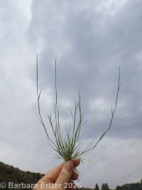 poverty dropseed (<em>Sporobolus vaginiflorus var. vaginiflorus</em>)