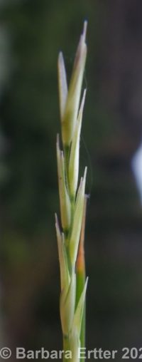 poverty dropseed (<em>Sporobolus vaginiflorus var. vaginiflorus</em>)