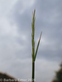 poverty dropseed (<em>Sporobolus vaginiflorus var. vaginiflorus</em>)