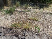 poverty dropseed (<em>Sporobolus vaginiflorus var. vaginiflorus</em>)
