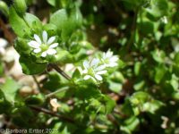 common chickweed (<em>Stellaria media</em>)