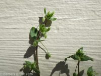 common chickweed (<em>Stellaria media</em>)