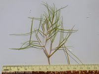 sago or fennel-leaf pondweed (<em>Stuckenia pectinata</em>)