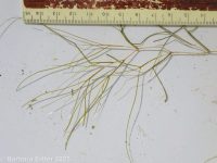sago or fennel-leaf pondweed (<em>Stuckenia pectinata</em>)