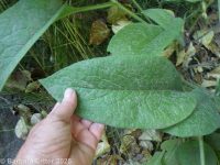 comfrey (<em>Symphytum officinale</em>)