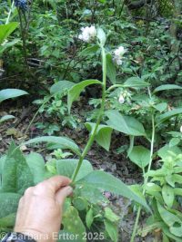 comfrey (<em>Symphytum officinale</em>)