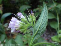 comfrey (<em>Symphytum officinale</em>)