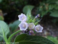 comfrey (<em>Symphytum officinale</em>)