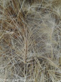 medusahead (<em>Taeniatherum caput-medusae</em>)