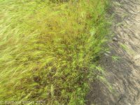 medusahead (<em>Taeniatherum caput-medusae</em>)