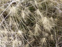 medusahead (<em>Taeniatherum caput-medusae</em>)