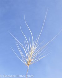 medusahead (<em>Taeniatherum caput-medusae</em>)