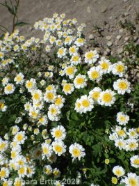 feverfew (<em>Tanacetum parthenium</em>)