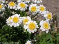 feverfew (<em>Tanacetum parthenium</em>)