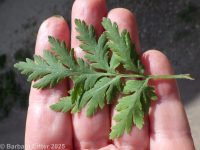feverfew (<em>Tanacetum parthenium</em>)