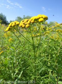 common tansy (<em>Tanacetum vulgare</em>)