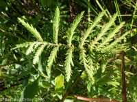 common tansy (<em>Tanacetum vulgare</em>)