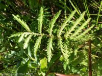 common tansy (<em>Tanacetum vulgare</em>)