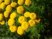common tansy (<em>Tanacetum vulgare</em>)