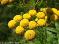 common tansy (<em>Tanacetum vulgare</em>)