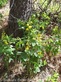 golden pea, false lupine, golden-banner (<em>Thermopsis montana</em>)