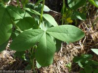 golden pea, false lupine, golden-banner (<em>Thermopsis montana</em>)