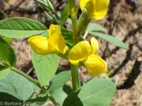 golden pea, false lupine, golden-banner (<em>Thermopsis montana</em>)