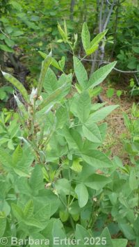 golden pea, false lupine, golden-banner (<em>Thermopsis montana</em>)