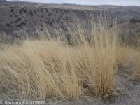 intermediate wheatgrass (<em>Thinopyrum intermedium ssp. intermedium</em>)