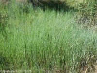 intermediate wheatgrass (<em>Thinopyrum intermedium ssp. intermedium</em>)