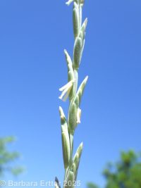 intermediate wheatgrass (<em>Thinopyrum intermedium ssp. intermedium</em>)