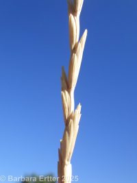 intermediate wheatgrass (<em>Thinopyrum intermedium ssp. intermedium</em>)