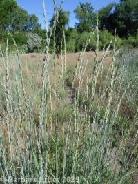 tall or rush wheatgrass (<em>Thinopyrum ponticum</em>)