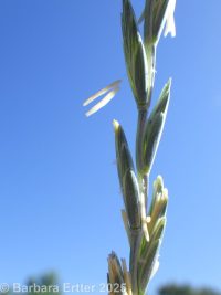 tall or rush wheatgrass (<em>Thinopyrum ponticum</em>)