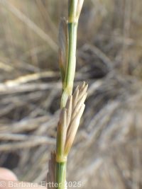 tall or rush wheatgrass (<em>Thinopyrum ponticum</em>)
