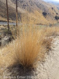 tall or rush wheatgrass (<em>Thinopyrum ponticum</em>)