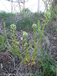 field pennycress, fanweed (<em>Thlaspi arvense</em>)