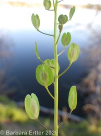 field pennycress, fanweed (<em>Thlaspi arvense</em>)