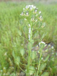 field pennycress, fanweed (<em>Thlaspi arvense</em>)