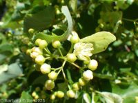 littleleaf linden (<em>Tilia cordata</em>)