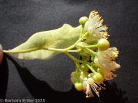 littleleaf linden (<em>Tilia cordata</em>)